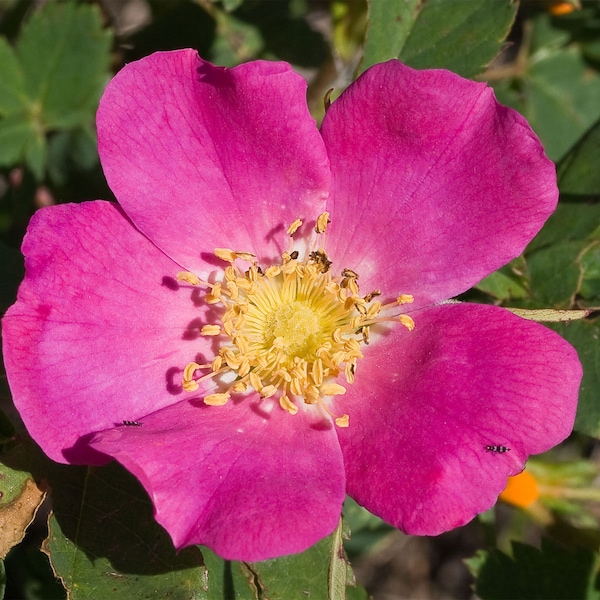 Rosa woodsii | Wild Mountain Woods Rose | 20_Seeds