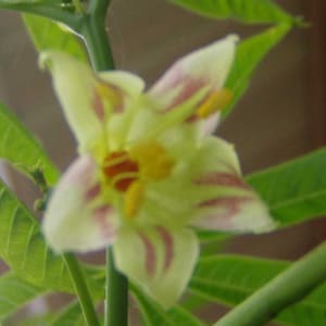 Manihot esculenta | Tapioca | Cassava | Yuca | Manioc | Mandioca | 10_Seeds