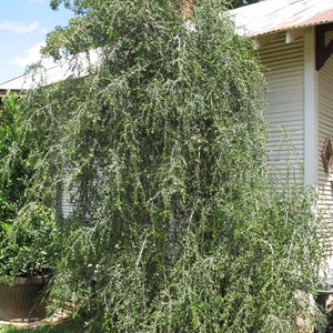 Ilex vomitoria | Weeping Yaupon Holly pendula | 20_Seeds