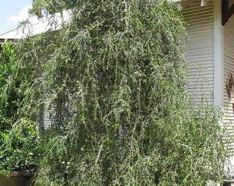 Ilex vomitoria | Weeping Yaupon Holly pendula | 20_Seeds