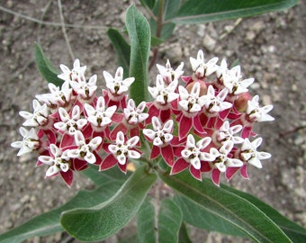 Può includere: Primo piano di un grappolo di fiori di asclepiade. I fiori hanno petali bianchi con una base marrone e un piccolo centro bianco. Le foglie sono di un colore verde tenue e lo sfondo è marrone chiaro.
