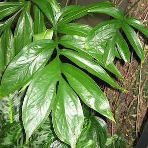 Rhaphidophora decursiva | Creeping Philodendron | Shingle Plant | 20_Seeds