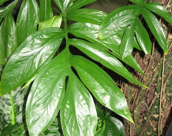 Rhaphidophora decursiva | Creeping Philodendron | Shingle Plant | 20_Seeds