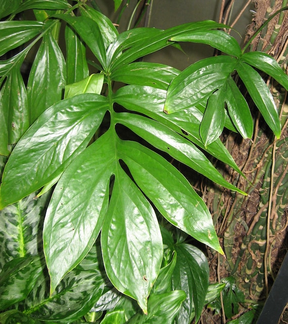 marble monstera Monstera Adansonii Indonesian Marble (young plant) main image 0