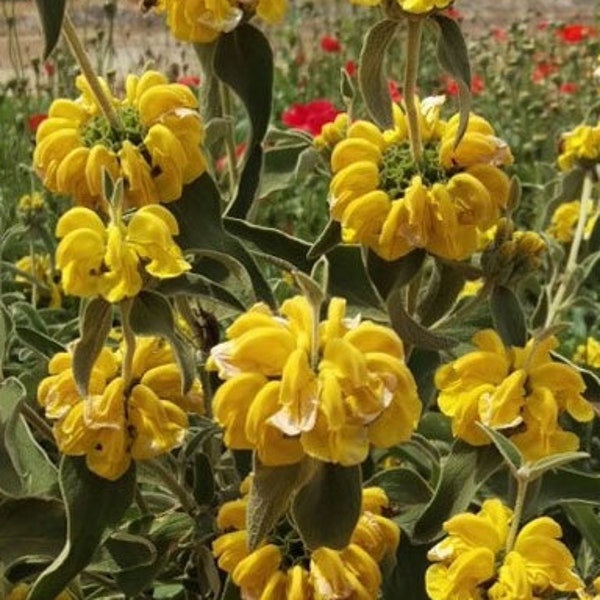 Phlomis fruticosa | Shrubby Jerusalem Sage | 10_Seeds