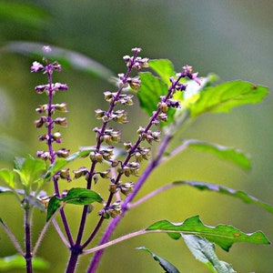 Ocimum tenuiflorum | Sanctum | Holy Basil | Tulasi | Thulasi | Tulsi | 200_Seeds