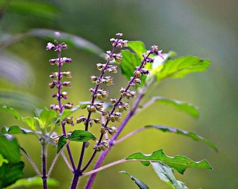 Ocimum tenuiflorum | Sanctum | Holy Basil | Tulasi | Thulasi | Tulsi | 200_Seeds