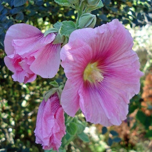Alcea rosea | Hollyhock | 20_Seeds