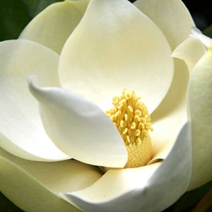 Magnolia grandiflora | Southern Magnolias | Bull Bay | 10_Seeds