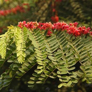 Cassia roxburghii Ceylon Senna Red Cassia 10_Seeds image 1