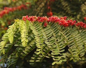 Cassia roxburghii | Ceylon Senna | Red Cassia | 10_Seeds