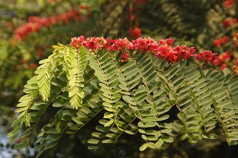 Cassia roxburghii Ceylon Senna Red Cassia 10_Seeds image 1