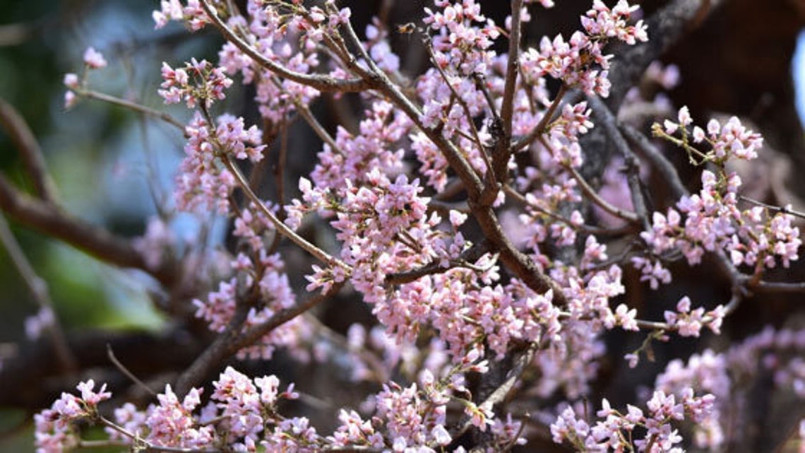 Desmodium Oojeinense | Ougeinia | Chariot Tree | Sandan | 10_seeds - Etsy
