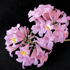 Tabebuia rosea | Apamate | Pink Poui | Pink Tecoma |Rosy Trumpet Tree | 20_Seeds