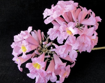 Peut inclure: Un bouquet de fleurs de trompette rose avec des centres jaunes. Les fleurs sont disposées en un bouquet lâche et ont un aspect délicat et plissé.