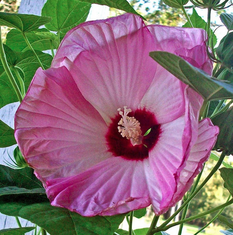 Hibiscus Moscheutos Luna Pink Swirl | 10_seeds - Etsy