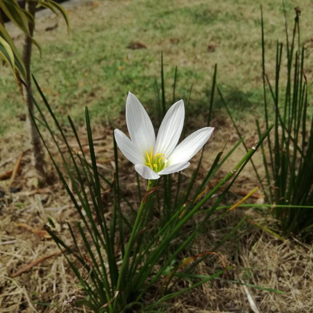 Zephyranthes Candida | Windflower | Autumn Zephyrlily | White Rain