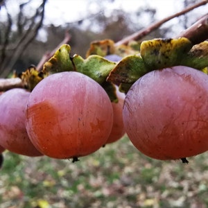 Diospyros lotus | Caucasian Lilac Persimmon | Date Plum | 5_Seeds