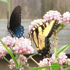 Asclepias incarnata Carmine-Rose| Cinderella| 50_Seeds