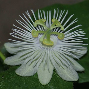 Passiflora foetida alba | Running Pop |Passion Flower| 10_Seeds