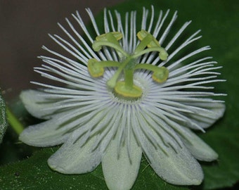 Passiflora foetida alba | Running Pop |Passion Flower| 10_Seeds