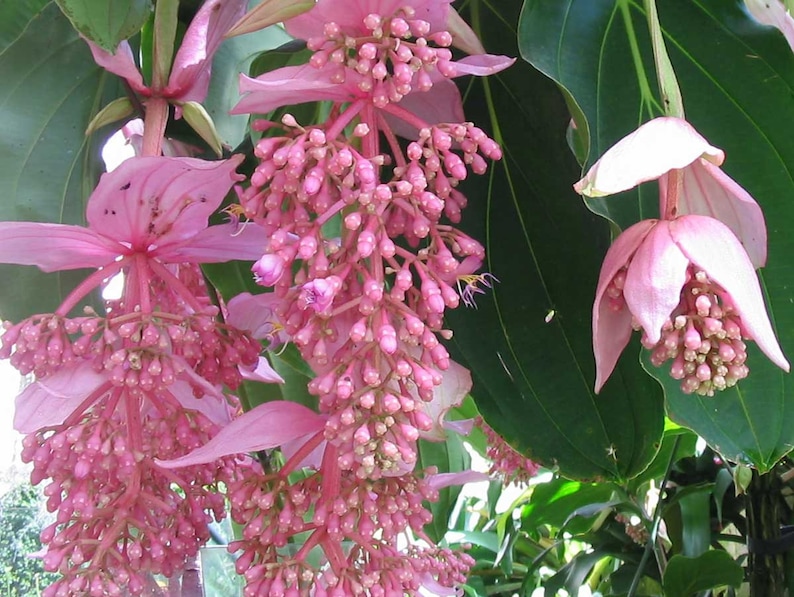 Medinilla magnifica Showy Philippine orchid 10_Seeds image 1