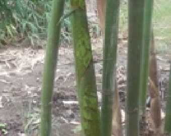 Dendrocalamus longispathus | Long Sheath & Clumping Edible Bamboo | 20_Seeds