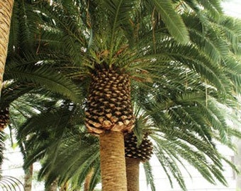 Phoenix paludosa | Mangrove Date Palm | Sea Dates | 5_Seeds