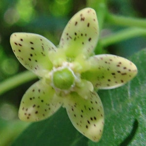 Cosmostigma racemosum | Green Milkweed Creeper | 10_Seeds
