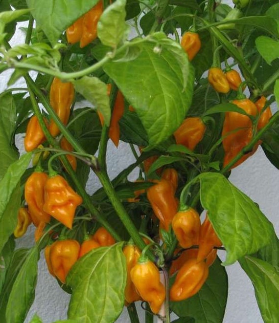 Ghost Pepper Size Chart Bhut Jolokia Orange Chili Pepper Seeds - 30 ...