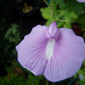Clitoria ternatea Single Lavender | 10_seeds