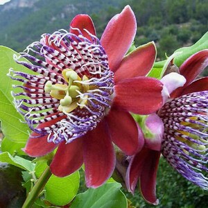 Passiflora alata | Fragrant Granadilla | Winged-stem Passion Flower | 5_Seeds