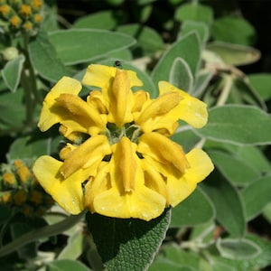 Phlomis fruticosa | Shrubby Jerusalem Sage | 10_Seeds