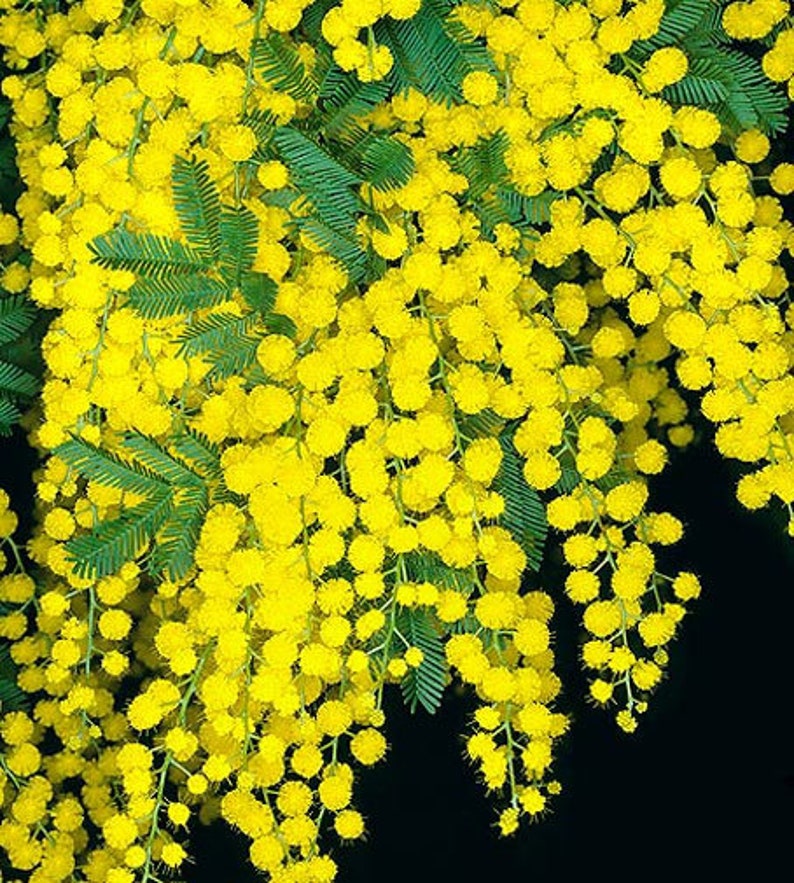 Acacia dealbata Silver Wattle 10_Seeds image 2