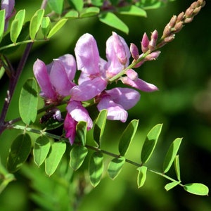 Indigofera tinctoria | Bengal or Madras or True Indigo | 100_Seeds