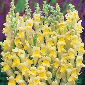 Antirrhinum braun-blanquetii | Perennial Snapdragon | 50_Seeds