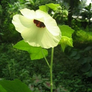 Hibiscus vitifolius Grape Leaved Mallow Tropical Fanleaf 10_Seeds image 4