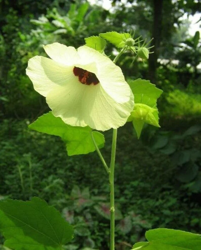 Hibiscus vitifolius Grape Leaved Mallow Tropical Fanleaf 10_Seeds image 4