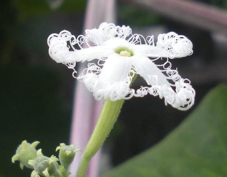 Trichosanthes lepiniana Snake Gourd 5_Seeds image 5