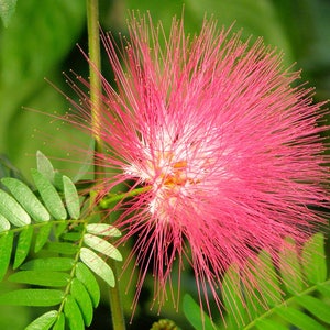 May include: A close-up of a pink flower with long, thin petals. The flower is in bloom and has a white center. The flower is surrounded by green leaves.