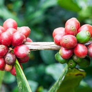 Coffea liberica Liberian Coffee 5_Seeds image 2