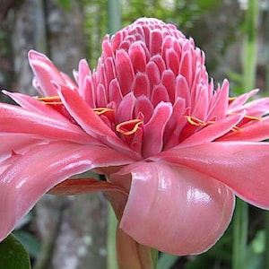 Etlingera elatior Pink | Torch Ginger | Combrang | Wax Flower | 10_Seeds