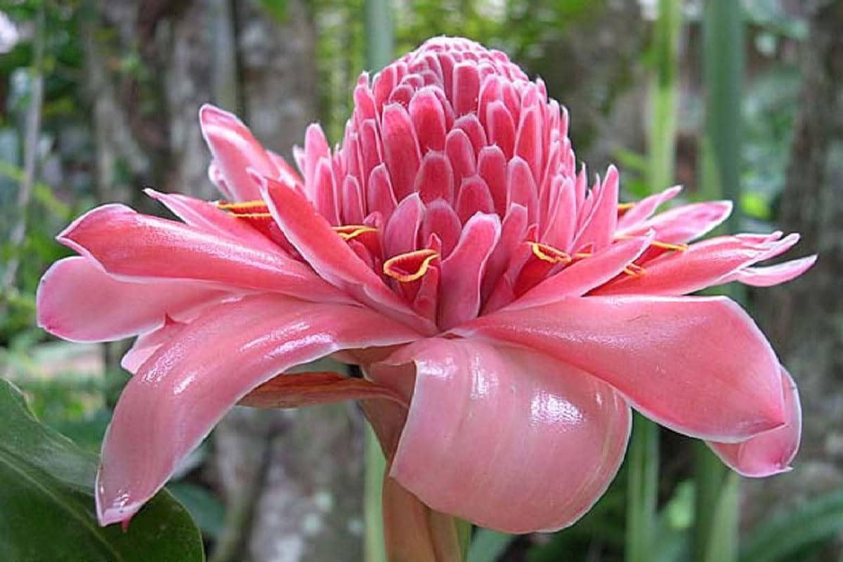 Etlingera Elatior Pink Torch Ginger Combrang Wax Flower | Etsy Hong Kong