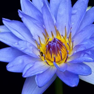 Nymphaea caerulea Blue Egyptian Lotus Sacred Water Lily 10_Seeds image 3