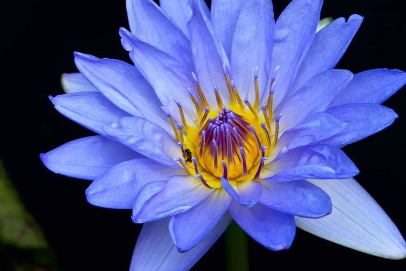 Nymphaea caerulea Blue Egyptian Lotus Sacred Water Lily 10_Seeds image 3