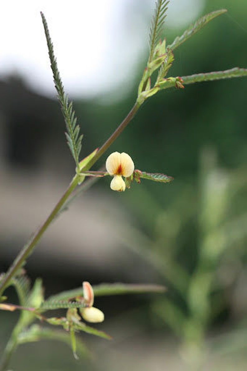 Aeschynomene aspera Shola Sola Pith Plant Laugauni Netti 10_Seeds image 4