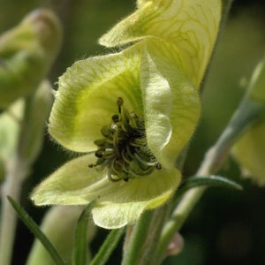 Aconitum anthora Yellow Monkshood 10_Seeds image 1