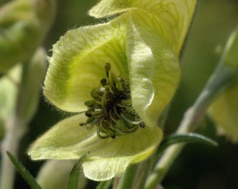 Aconitum anthora | Yellow Monkshood | 10_Seeds