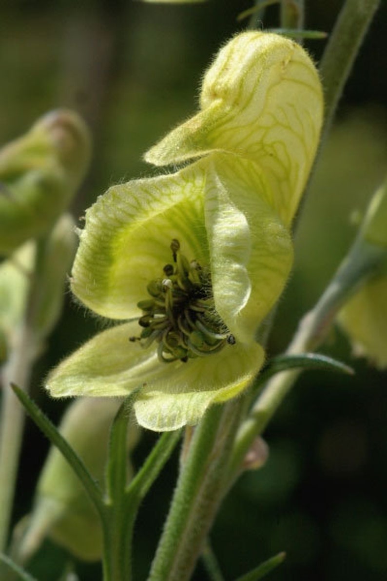 Aconitum anthora Yellow Monkshood 10_Seeds image 1