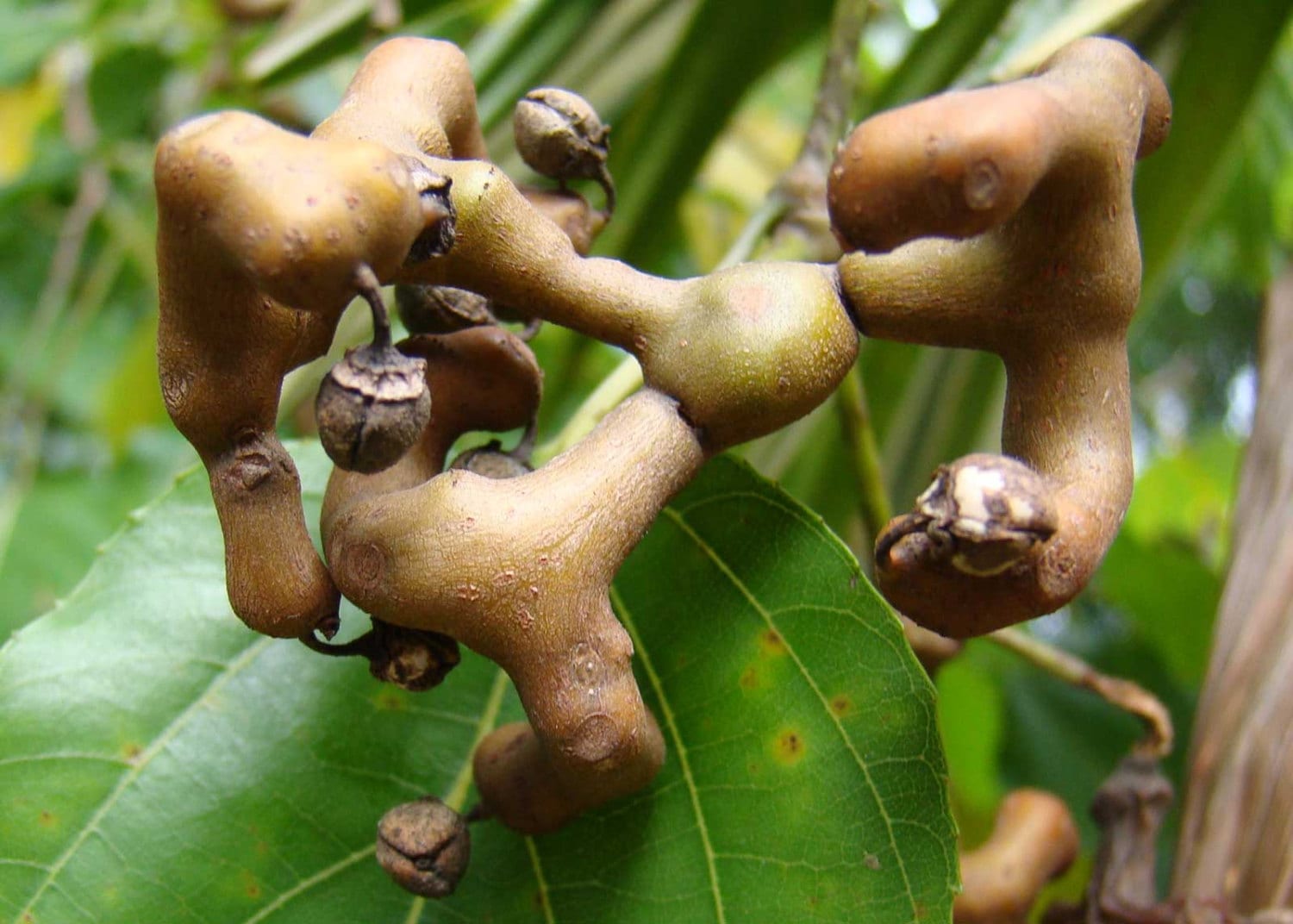 Hovenia Dulcis | Japanese Raisin Tree | Honey-tree | 20_seeds - Etsy